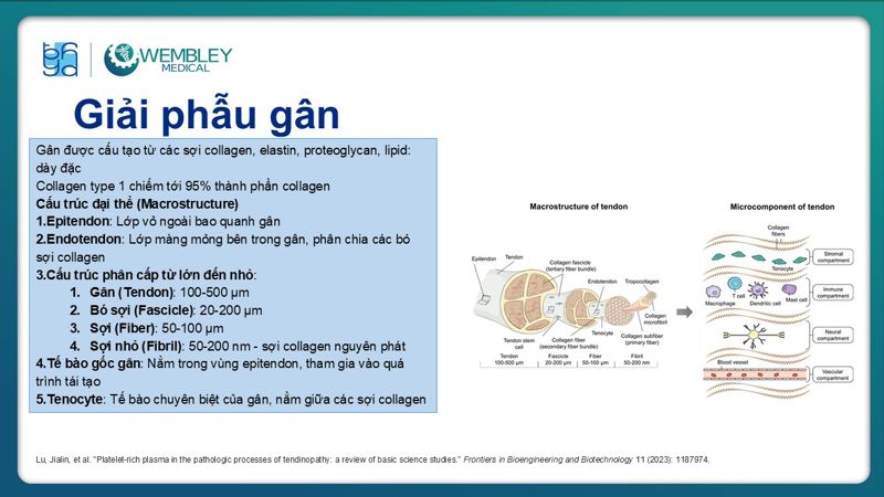 Presentation: Application of PRP in the Treatment of Tendinitis